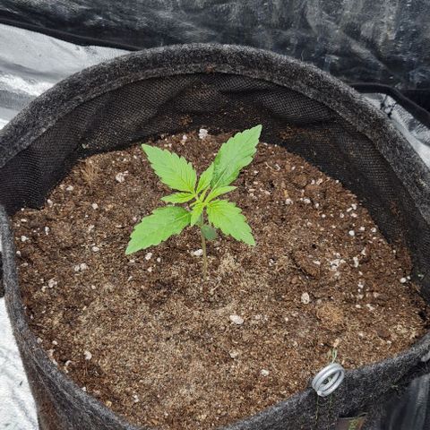 Lemon Haze right growlog timeline photo