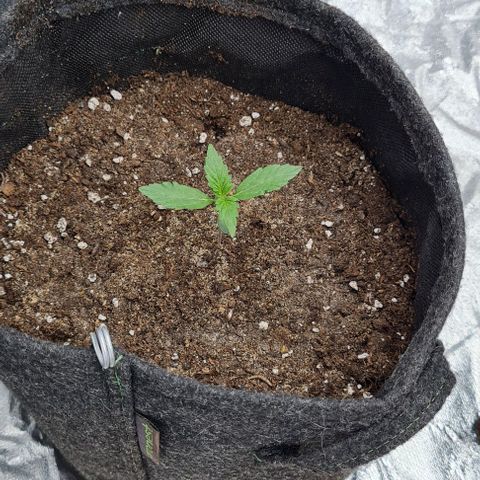 Lemon Haze left growlog timeline photo
