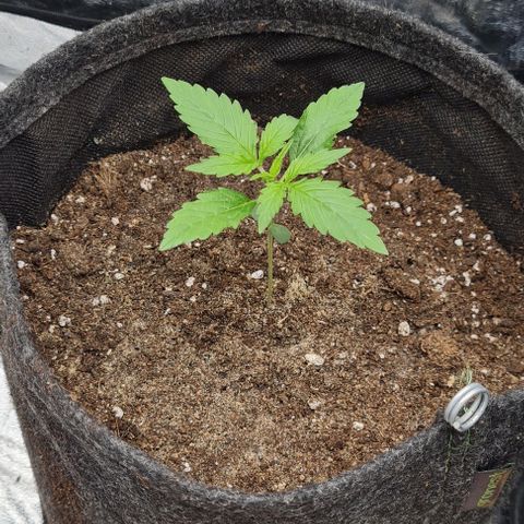 Lemon Haze right growlog timeline photo