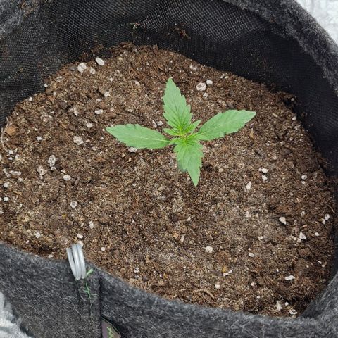 Lemon Haze left growlog timeline photo