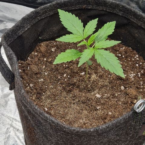 Lemon Haze right growlog timeline photo