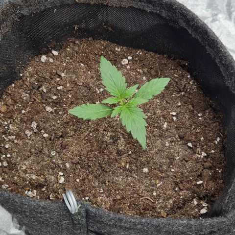 Lemon Haze left growlog timeline photo
