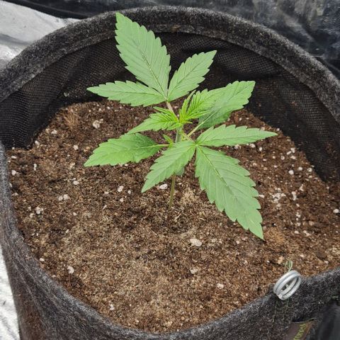 Lemon Haze right growlog timeline photo