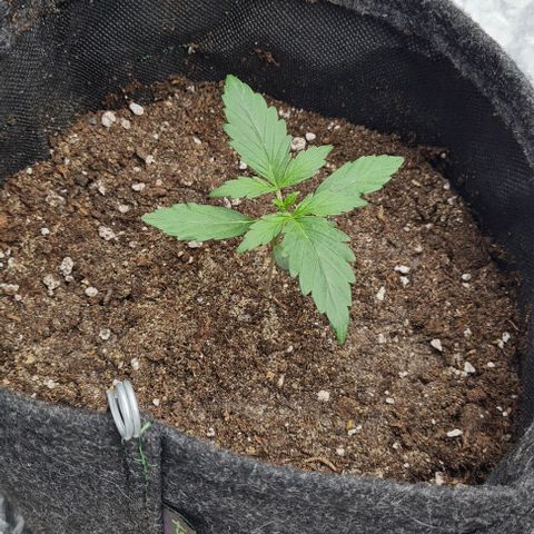 Lemon Haze left growlog timeline photo