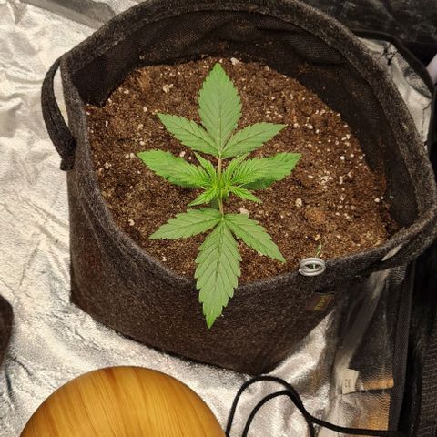 Lemon Haze right growlog timeline photo