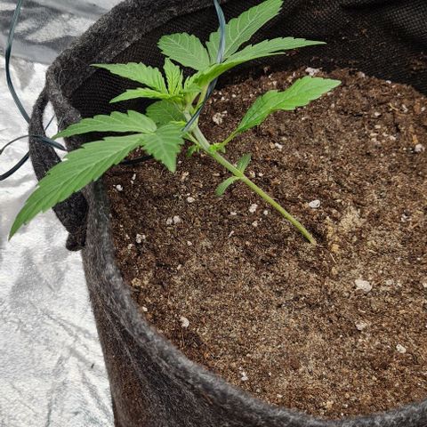 Lemon Haze right growlog timeline photo