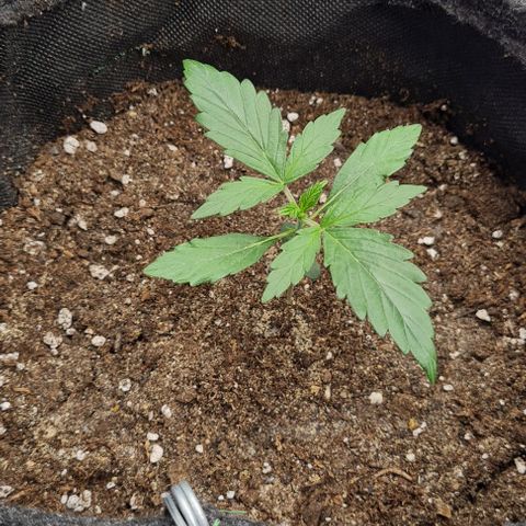Lemon Haze left growlog timeline photo