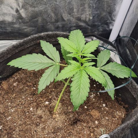Lemon Haze right growlog timeline photo