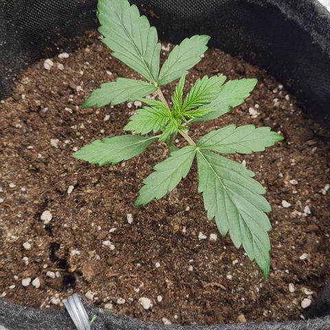 Lemon Haze left growlog timeline photo