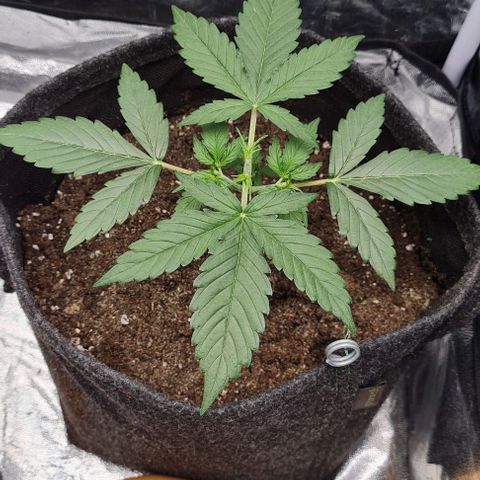 Lemon Haze right growlog timeline photo