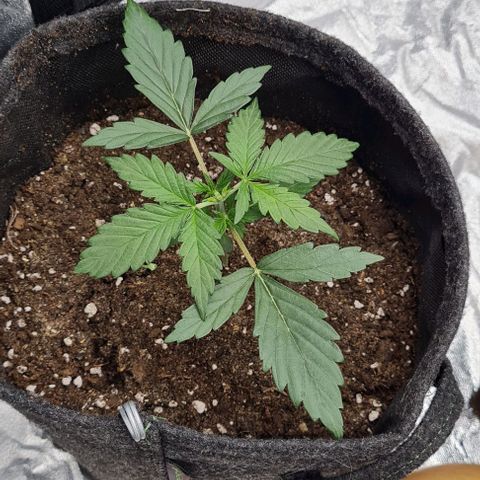 Lemon Haze left growlog timeline photo