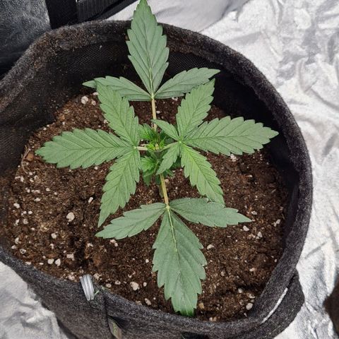 Lemon Haze left growlog timeline photo