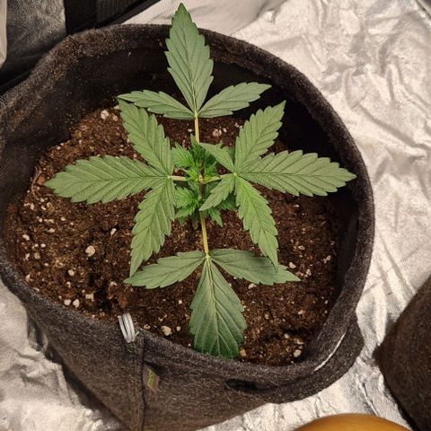Lemon Haze left growlog timeline photo