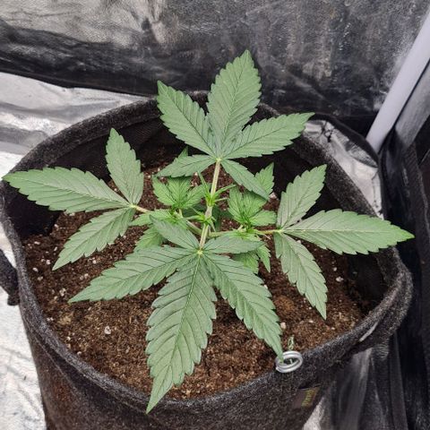 Lemon Haze right growlog timeline photo