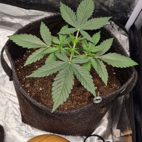 Lemon Haze right growlog timeline photo