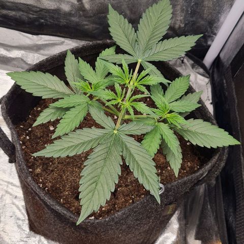 Lemon Haze right growlog timeline photo