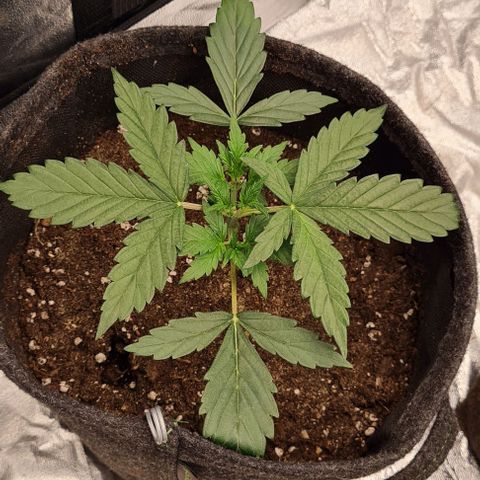 Lemon Haze left growlog timeline photo