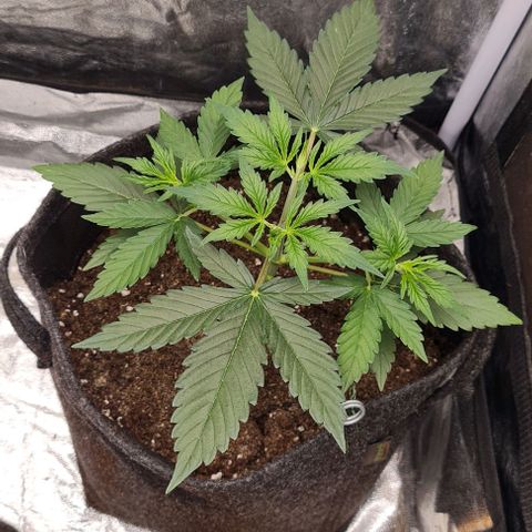 Lemon Haze right growlog timeline photo