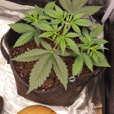Lemon Haze right growlog timeline photo