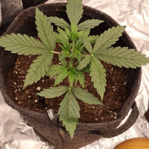 Lemon Haze left growlog timeline photo