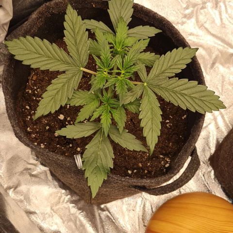 Lemon Haze left growlog timeline photo