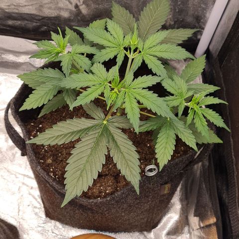 Lemon Haze right growlog timeline photo
