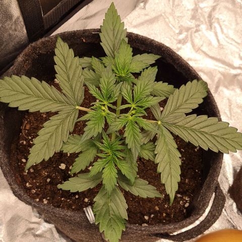 Lemon Haze left growlog timeline photo