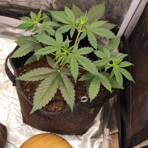 Lemon Haze right growlog timeline photo
