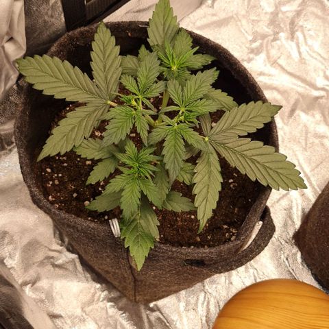 Lemon Haze left growlog timeline photo