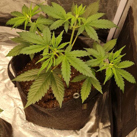 Lemon Haze right growlog timeline photo