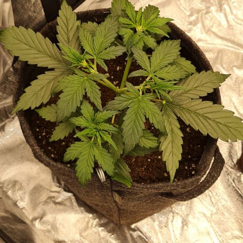 Lemon Haze left growlog timeline photo