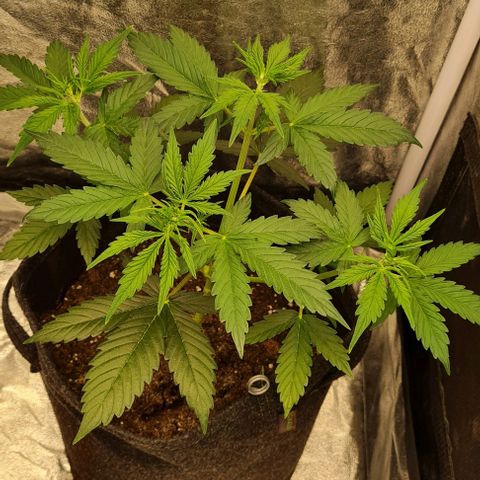 Lemon Haze right growlog timeline photo