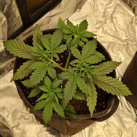 Lemon Haze left growlog timeline photo