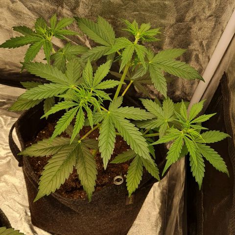 Lemon Haze right growlog timeline photo