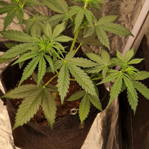 Lemon Haze right growlog timeline photo