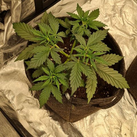 Lemon Haze left growlog timeline photo