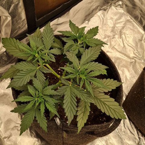 Lemon Haze left growlog timeline photo