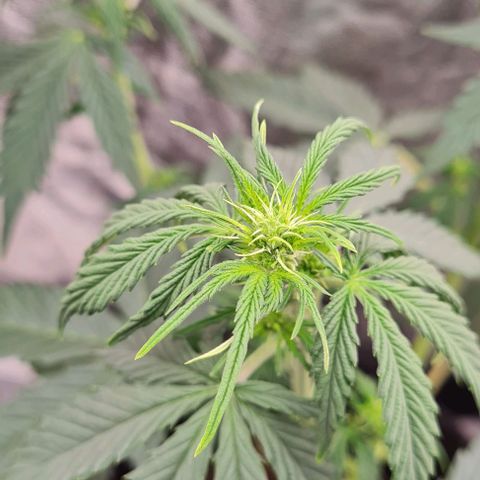 Lemon Haze right growlog photo: Blüte startet