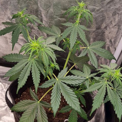Lemon Haze right growlog photo: Blüte startet