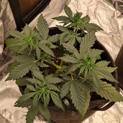 Lemon Haze left growlog timeline photo