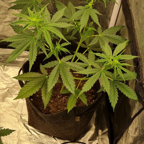 Lemon Haze right growlog timeline photo