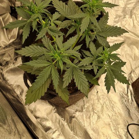 Lemon Haze left growlog timeline photo