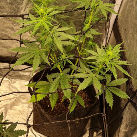 Lemon Haze right growlog timeline photo