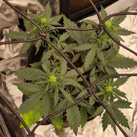 Lemon Haze left growlog timeline photo