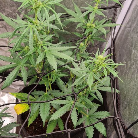 Lemon Haze right growlog timeline photo