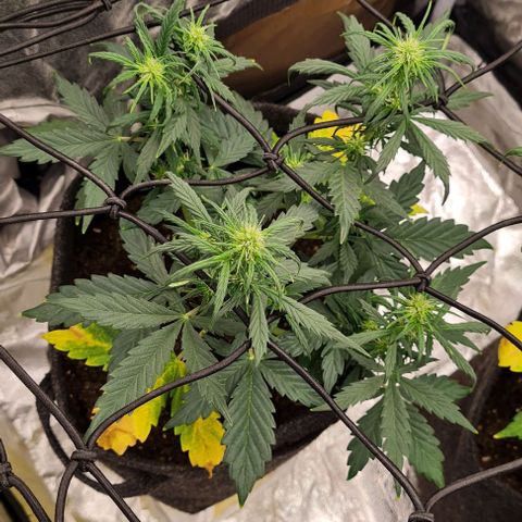 Lemon Haze left growlog timeline photo