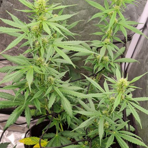 Lemon Haze right growlog timeline photo