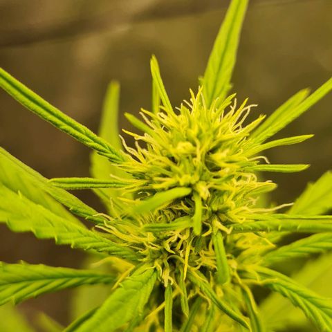 Lemon Haze right growlog timeline photo