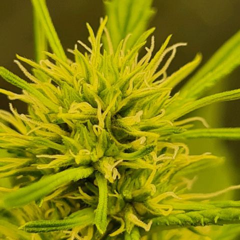 Lemon Haze right growlog timeline photo