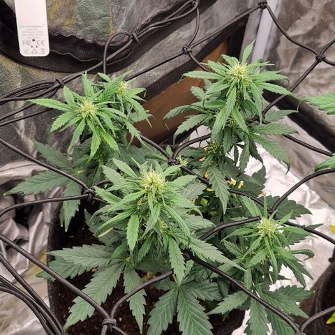 Lemon Haze left growlog timeline photo